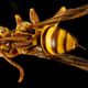 Illustration for article titled These Exquisite Bee Photographs Reveal Every Delicate Hair, Antenna, and Wing